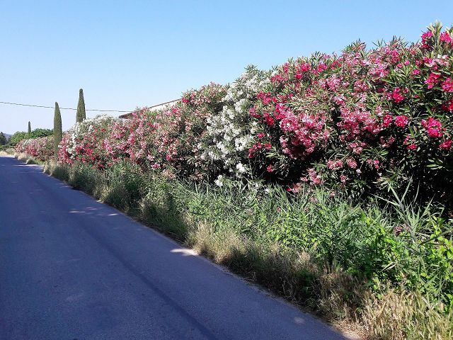Waarom oleanders de middenberm op Spaanse snelwegen sieren
