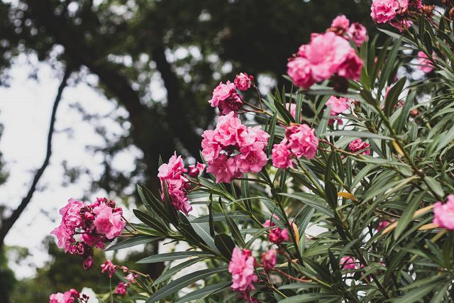Waarom oleanders de middenberm op Spaanse snelwegen sieren