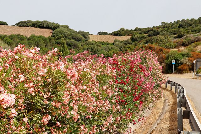 Waarom oleanders de middenberm op Spaanse snelwegen sieren