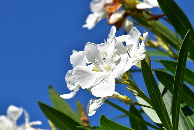Waarom oleanders de middenberm op Spaanse snelwegen sieren - DroomHuisSpanje