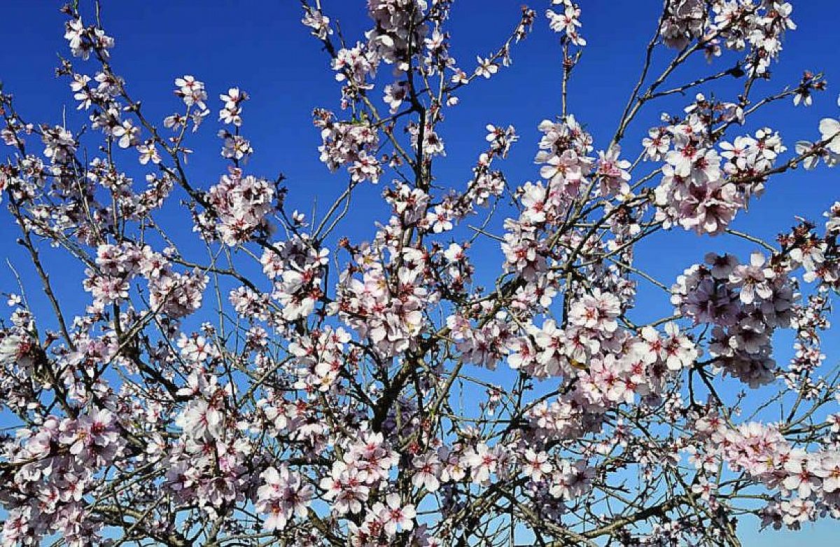 De bomen staan alweer in bloei