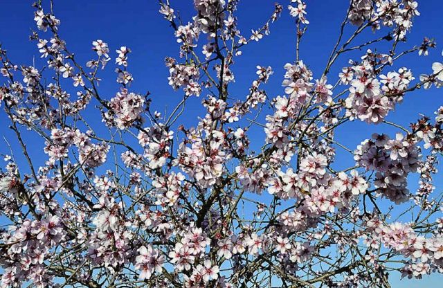 De bomen staan alweer in bloei - DroomHuisSpanje