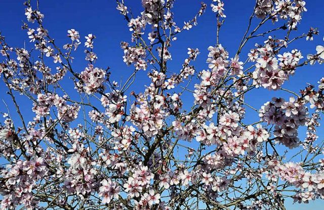 The trees are in bloom again - DroomHuisSpanje