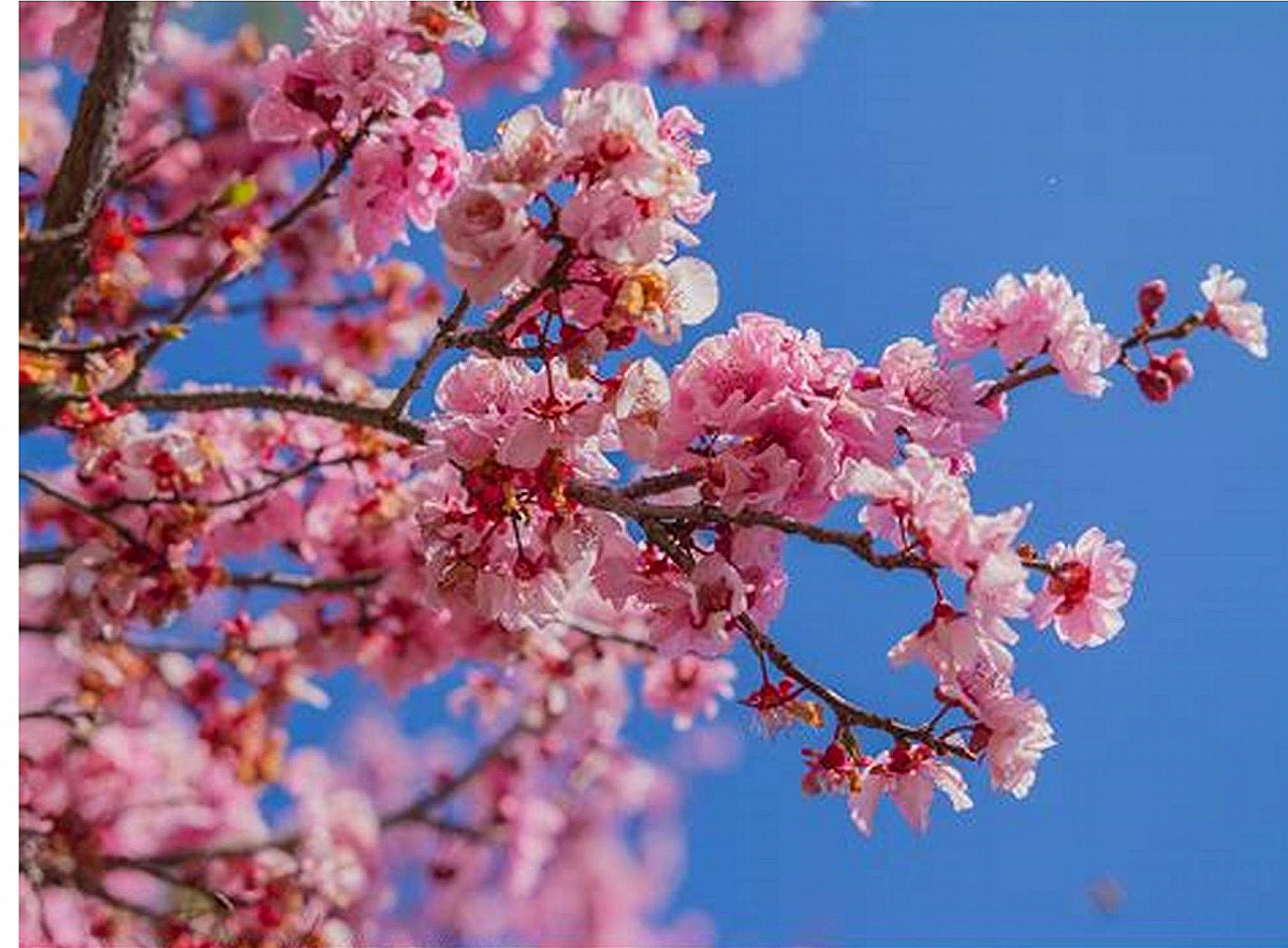 La flor del almendro español ya se puede ver llena