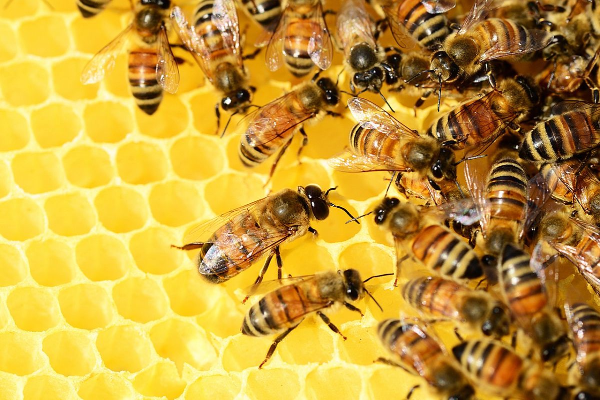 Spain is the honeycomb of the European Union
