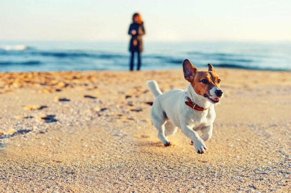 Los Alcázares de Murcia abre la primera playa para perros en el Mar Menor