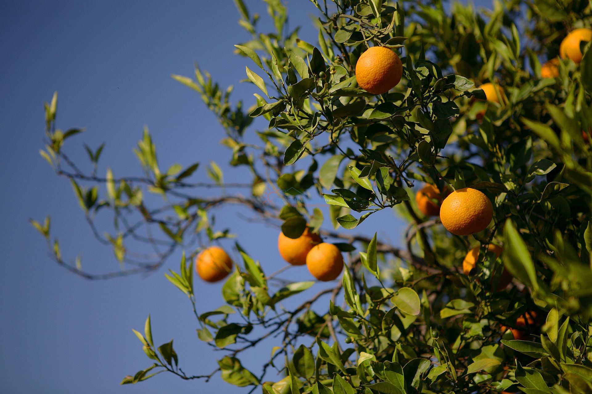 Elegante halfvrijstaande villa in Daya Nueva, Costa Blanca - DroomHuisSpanje