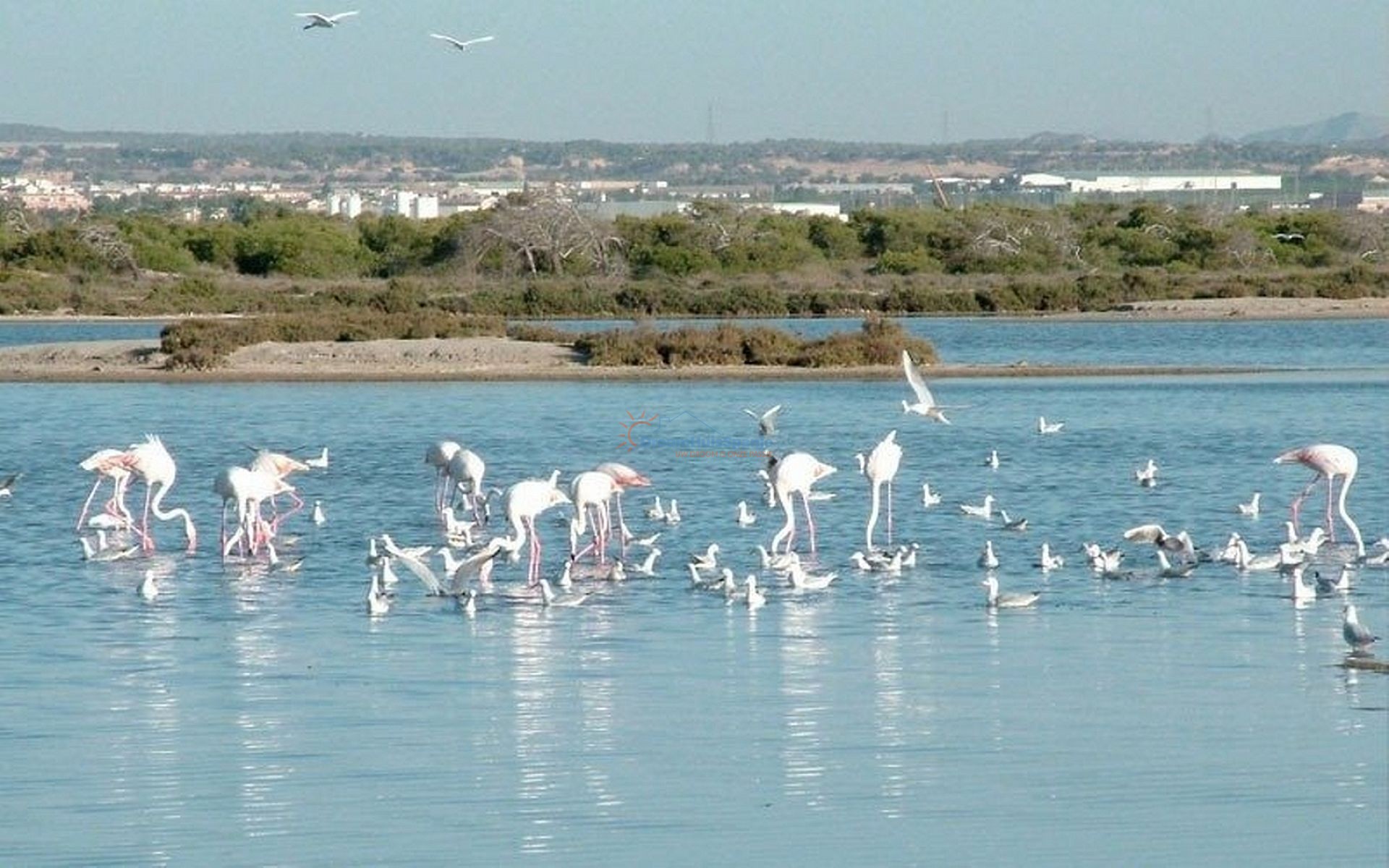 Villa met 3 slaapkamers en zwembad in San Pedro del Pinatar - DroomHuisSpanje