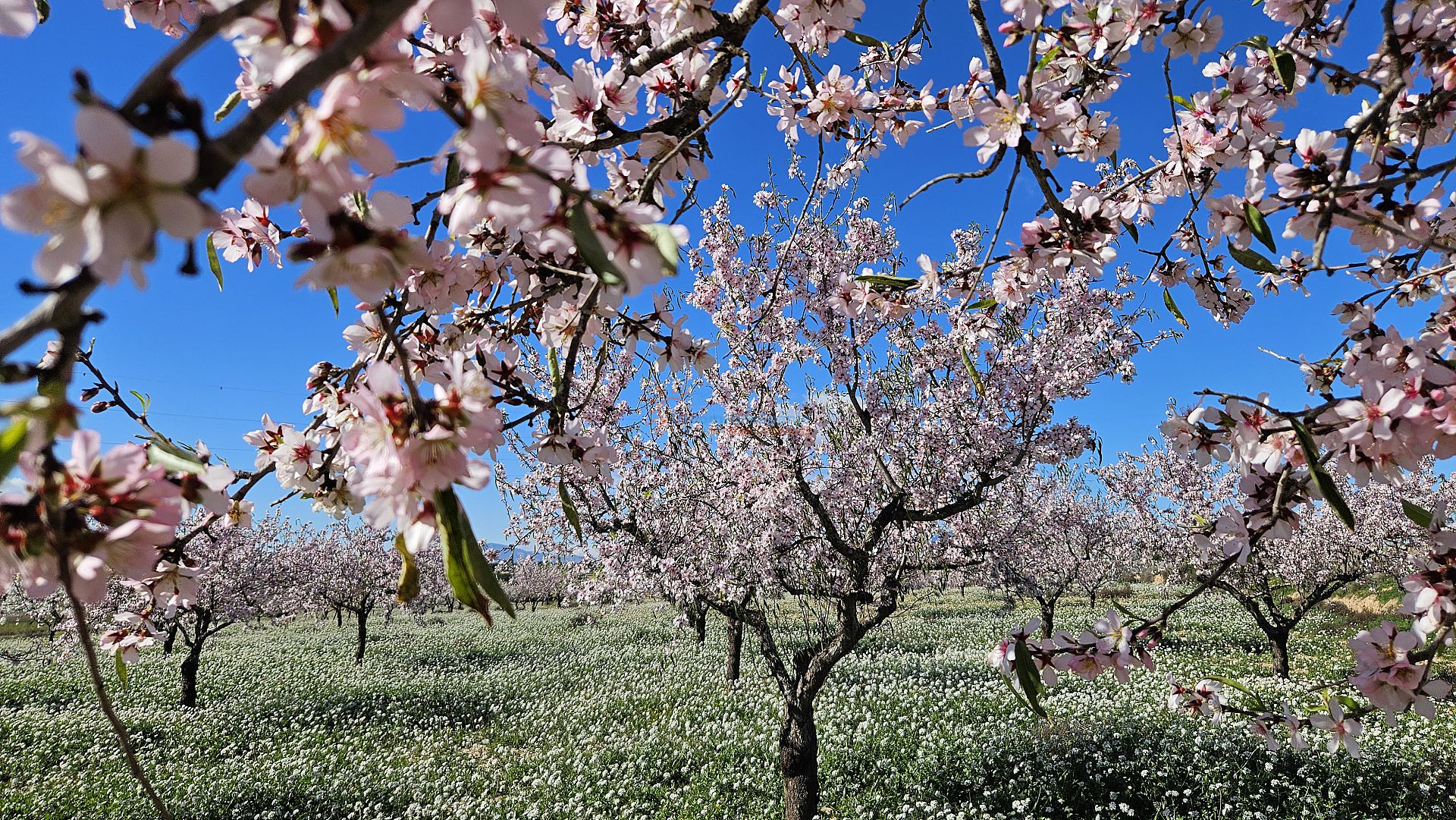 Geschakelde nieuwbouwvilla in La Pinilla, Murcia - DroomHuisSpanje