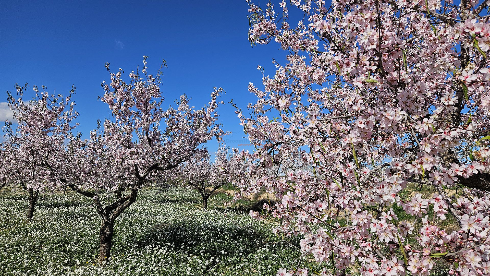 Gelijkvloers appartement te koop in La Pinilla, Murcia - DroomHuisSpanje