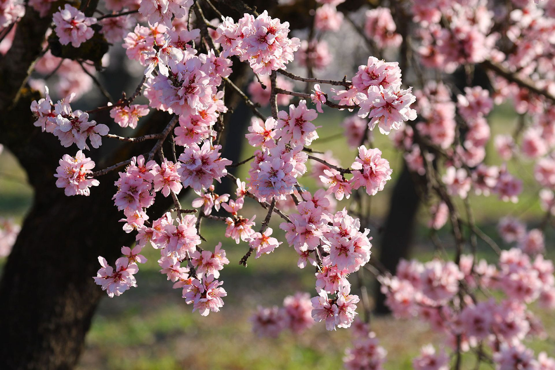 Gelijkvloers appartement te koop in La Pinilla, Murcia - DroomHuisSpanje